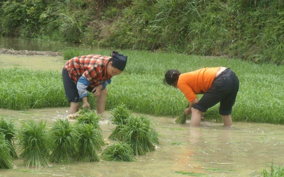 农村留守妇女在水田里挖坑捕鱼大写的服