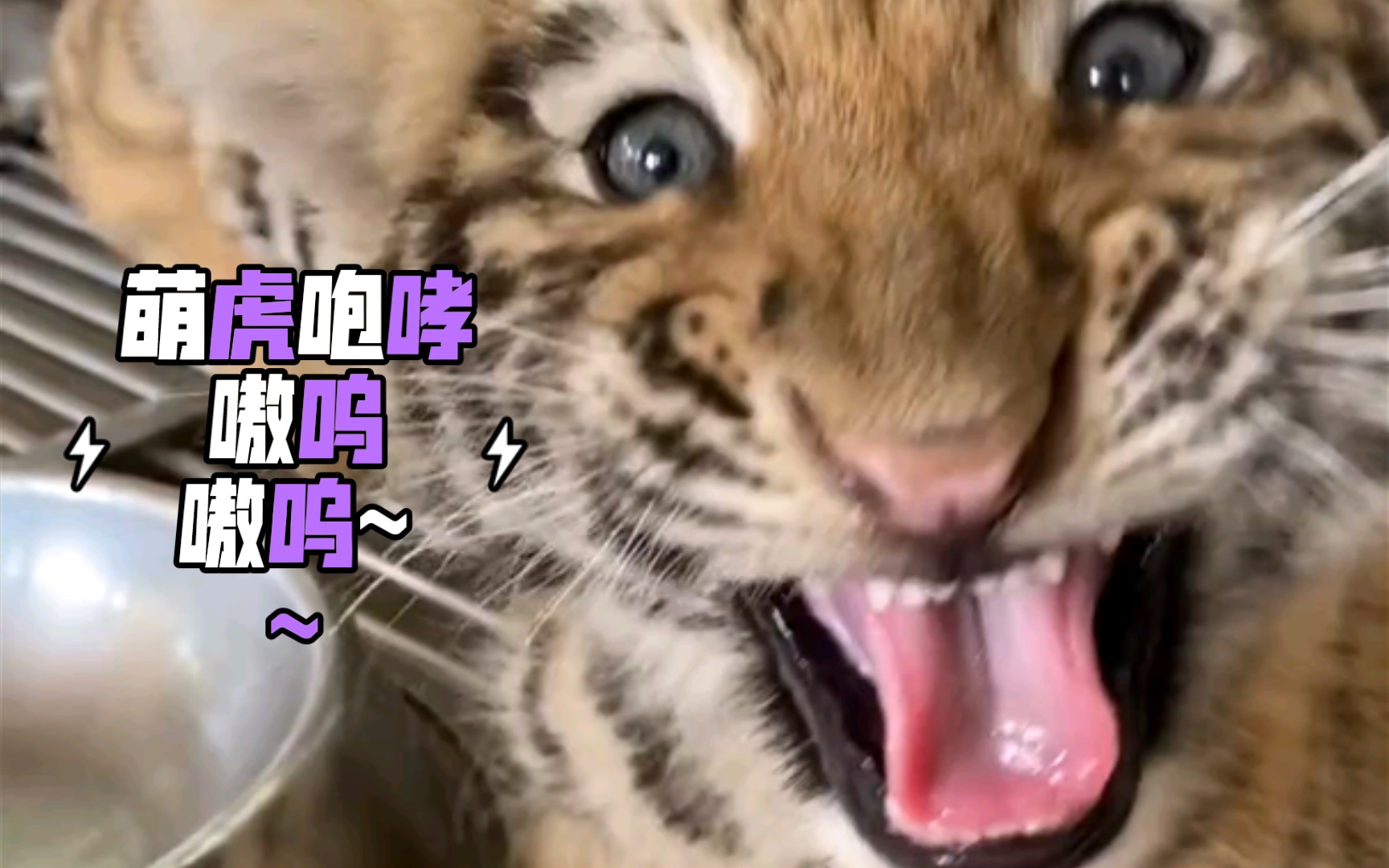 老虎嗷呜的表情包图片