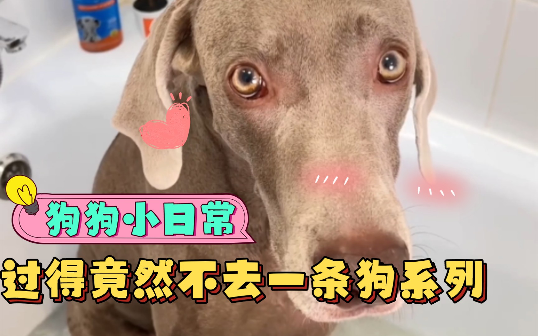 我tm活的竟然不如一条狗系列