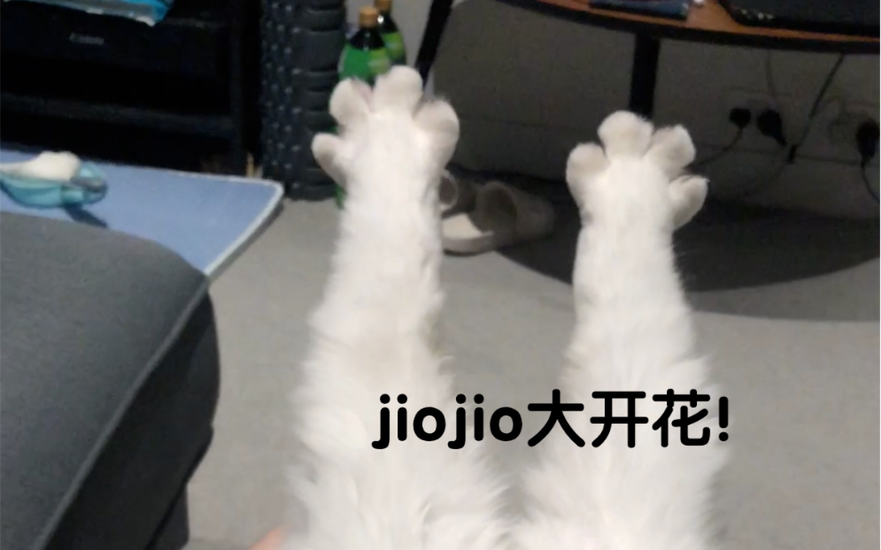 太可爱了还有jiojio大开花