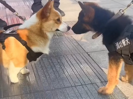 警犬柯基吓唬新同事