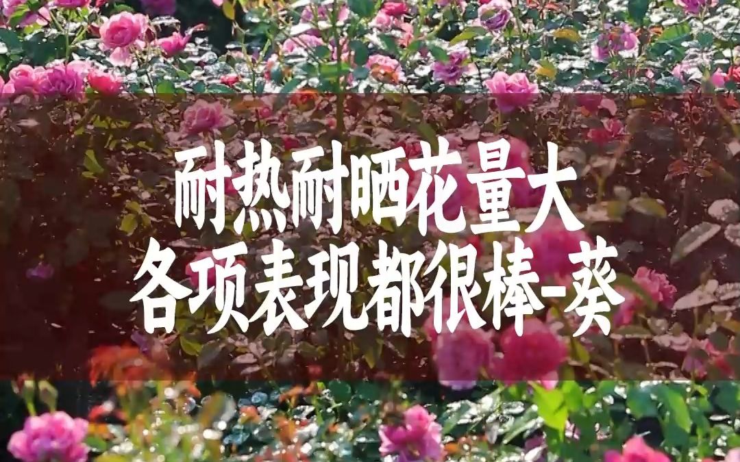 【惠惠的花园】“葵”是一款新手不容错过的月季品种,养它可谓是成就满满,它多头开花,非常容易养爆花,抗性也非常好,养起来很省心哔哩哔哩bilibili