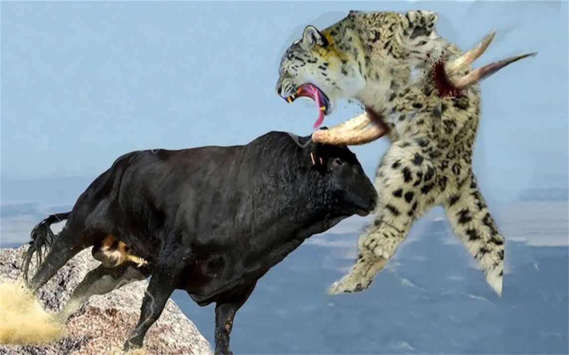 水牛牦牛太强壮了,用它的角的力量把雪豹撞开来拯救小牛!