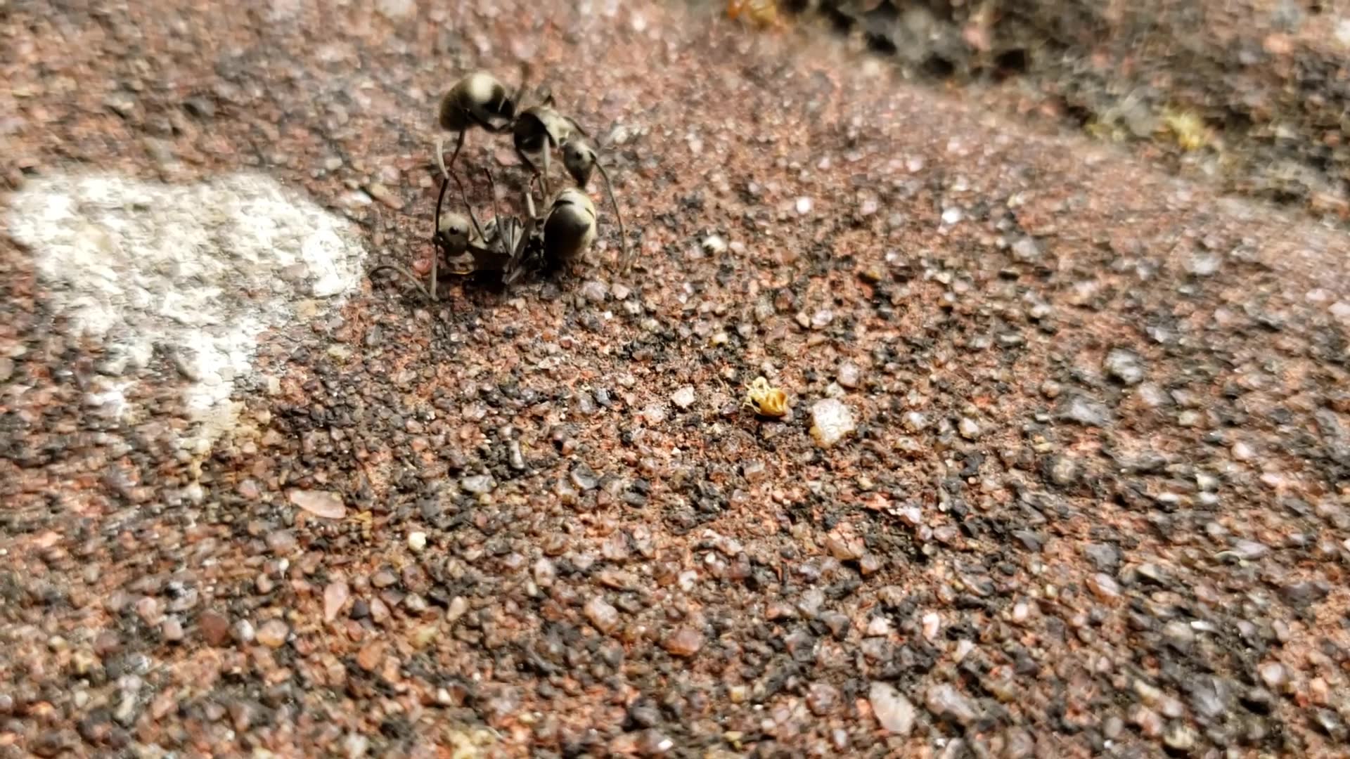 细足捷蚁硬核劝架打得分不开的梅氏多刺蚁