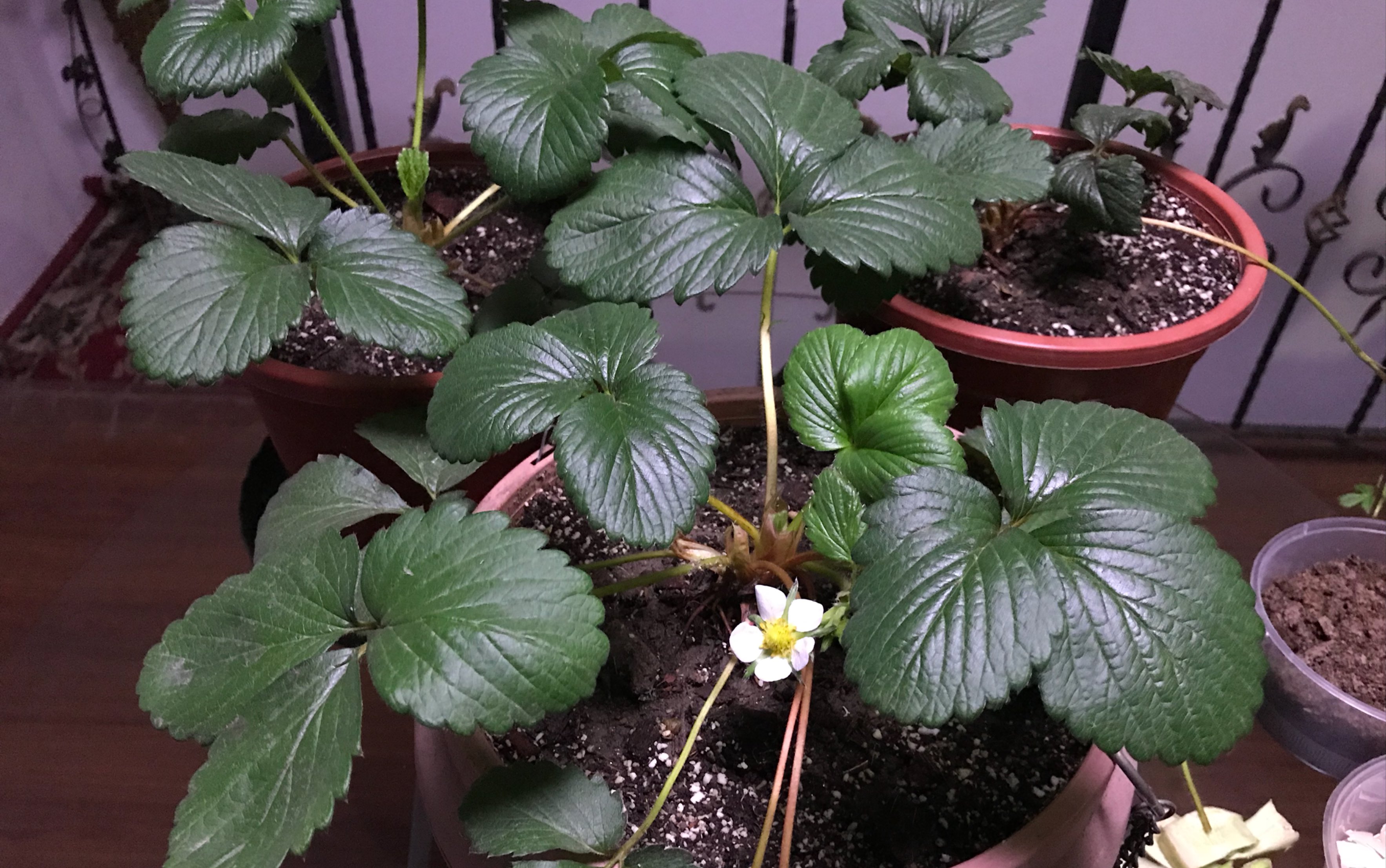 盆栽草莓,有机种植,比买的草莓更好吃_哔哩哔哩 (゜-゜)つロ 干杯