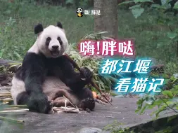 Descargar video: 张卡潘旺忙带娃，吉福春雨忙吃播，一次看19只大熊猫的《嗨！胖哒》都江堰看猫记