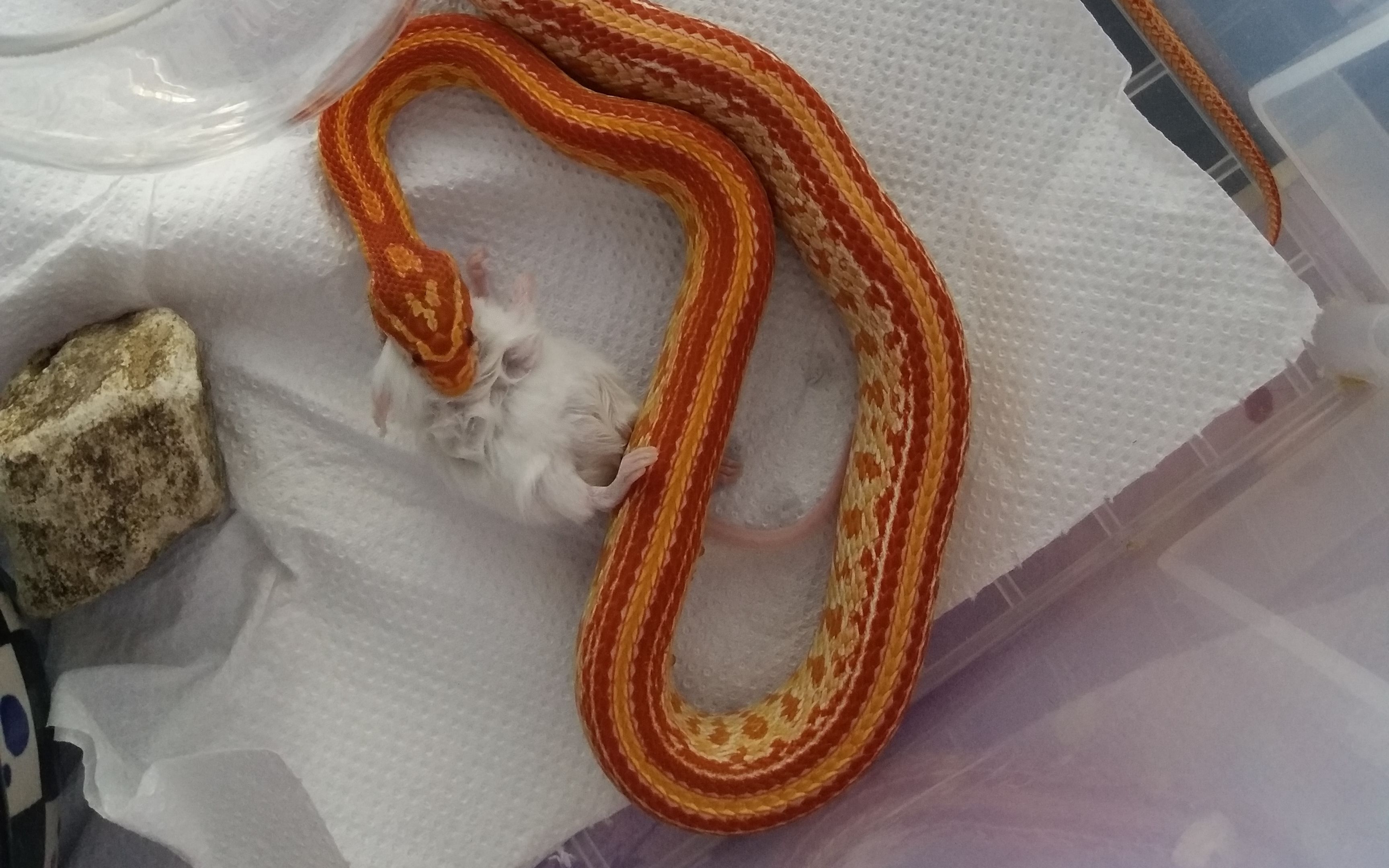 【xilohebi】白化红显直的日常