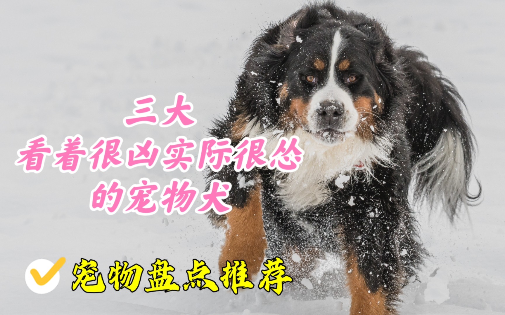 盘点三大看着很凶,实际很怂的宠物犬,犬界小霸王荣登榜首哔哩哔哩bilibili