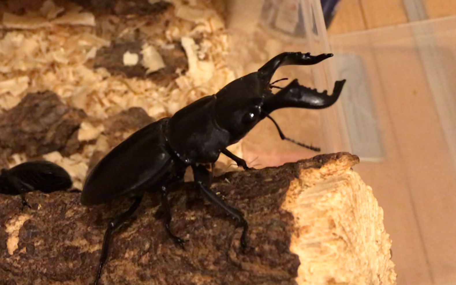 89mm苏拉威西巨扁二战82mm牛头扁锹