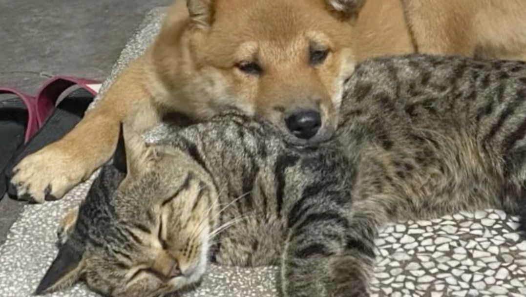 “这是你狗叔，这是你猫姨！”