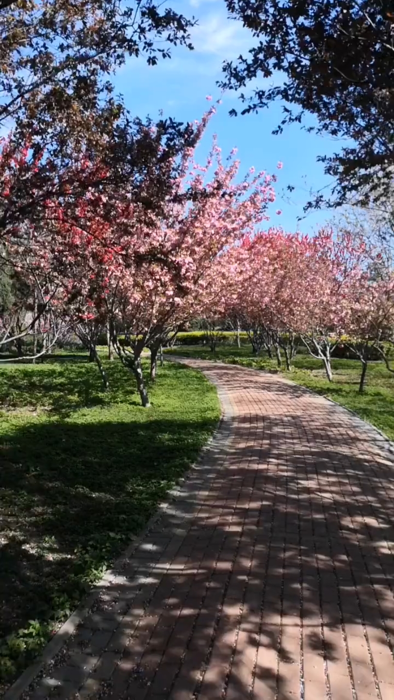 看看我家乡春天的美景啊!