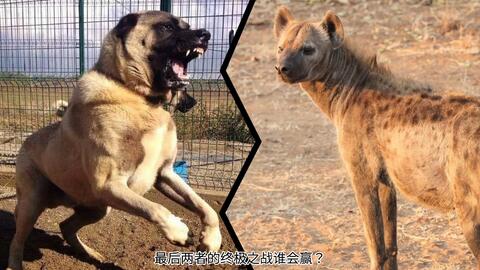 坎高犬vs斑点鬣狗谁更猛 哔哩哔哩