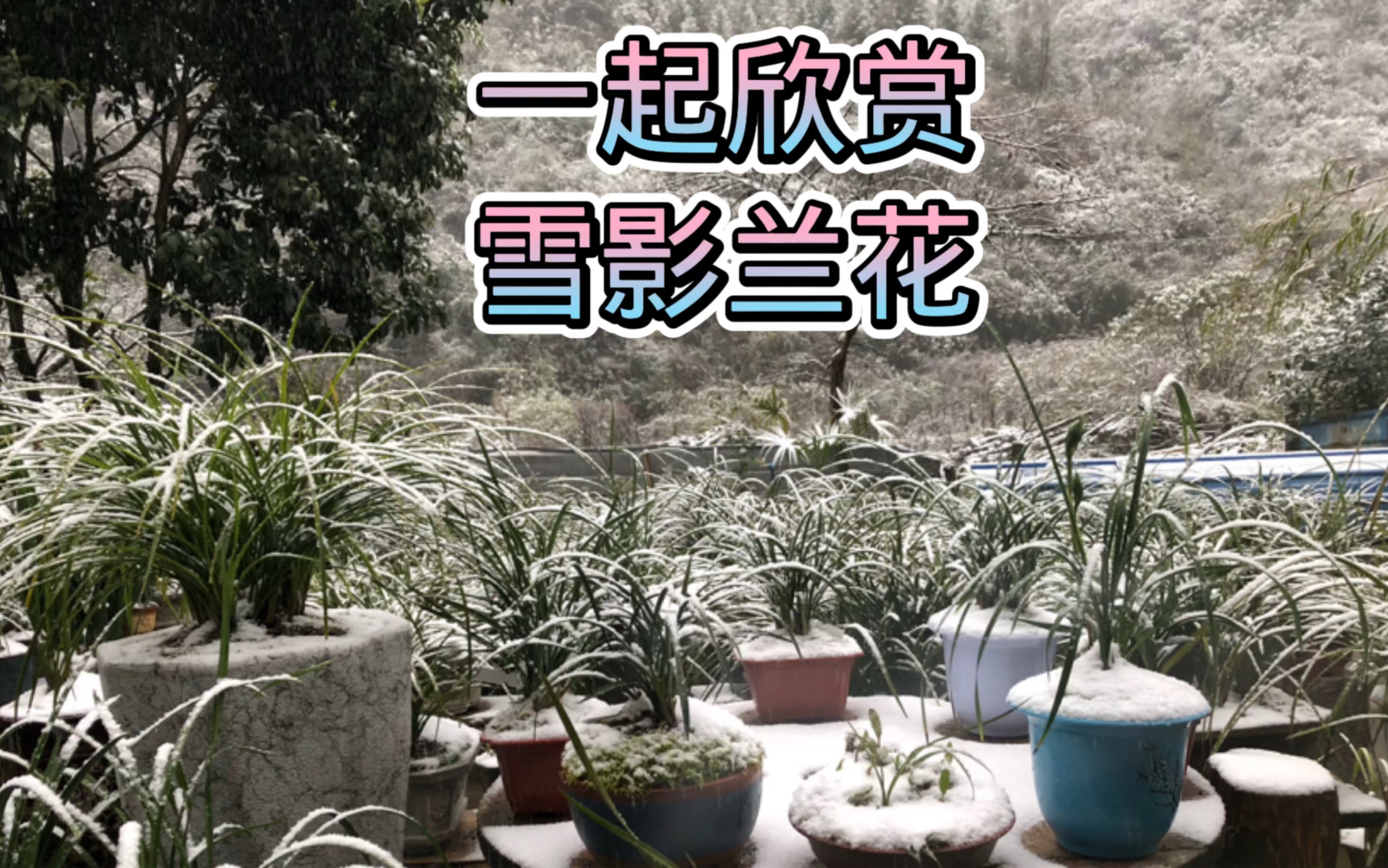 一起欣赏雪影兰花,有几个人敢和我一样呢哔哩哔哩bilibili