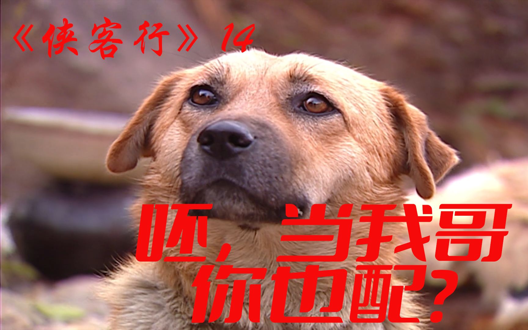 侠客行14:这武林谁能赢我?想当我狗大侠的哥哥,你也配?