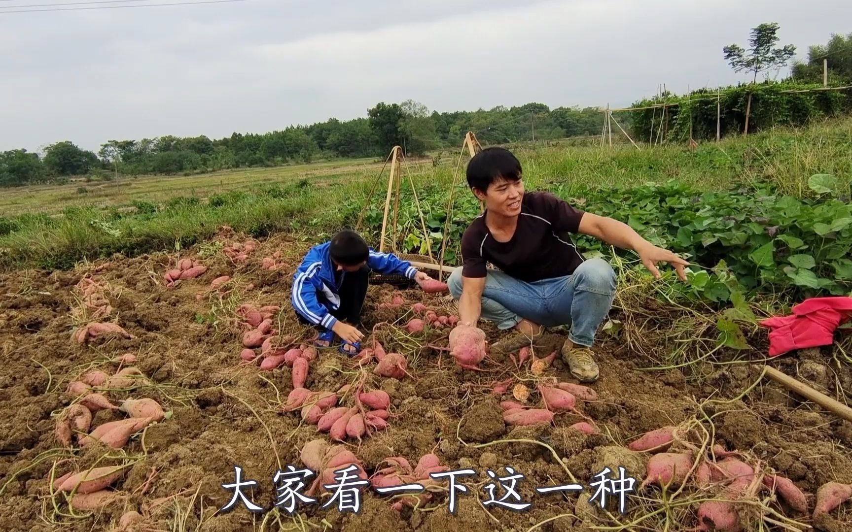 如果没有被村民毁约,今年可以挣15万,种红薯还是可以挣钱的哔哩哔哩bilibili