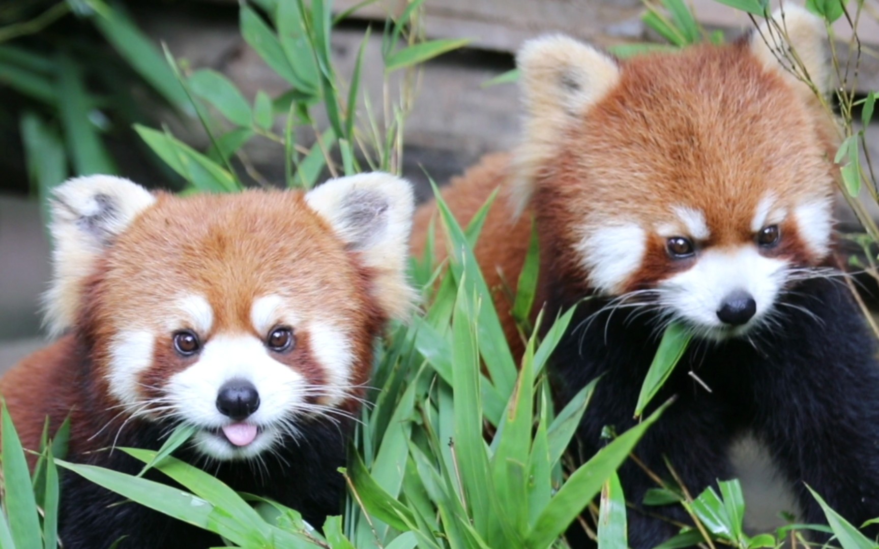 都江堰熊猫乐园小能们的干饭片段【小熊猫】22夏