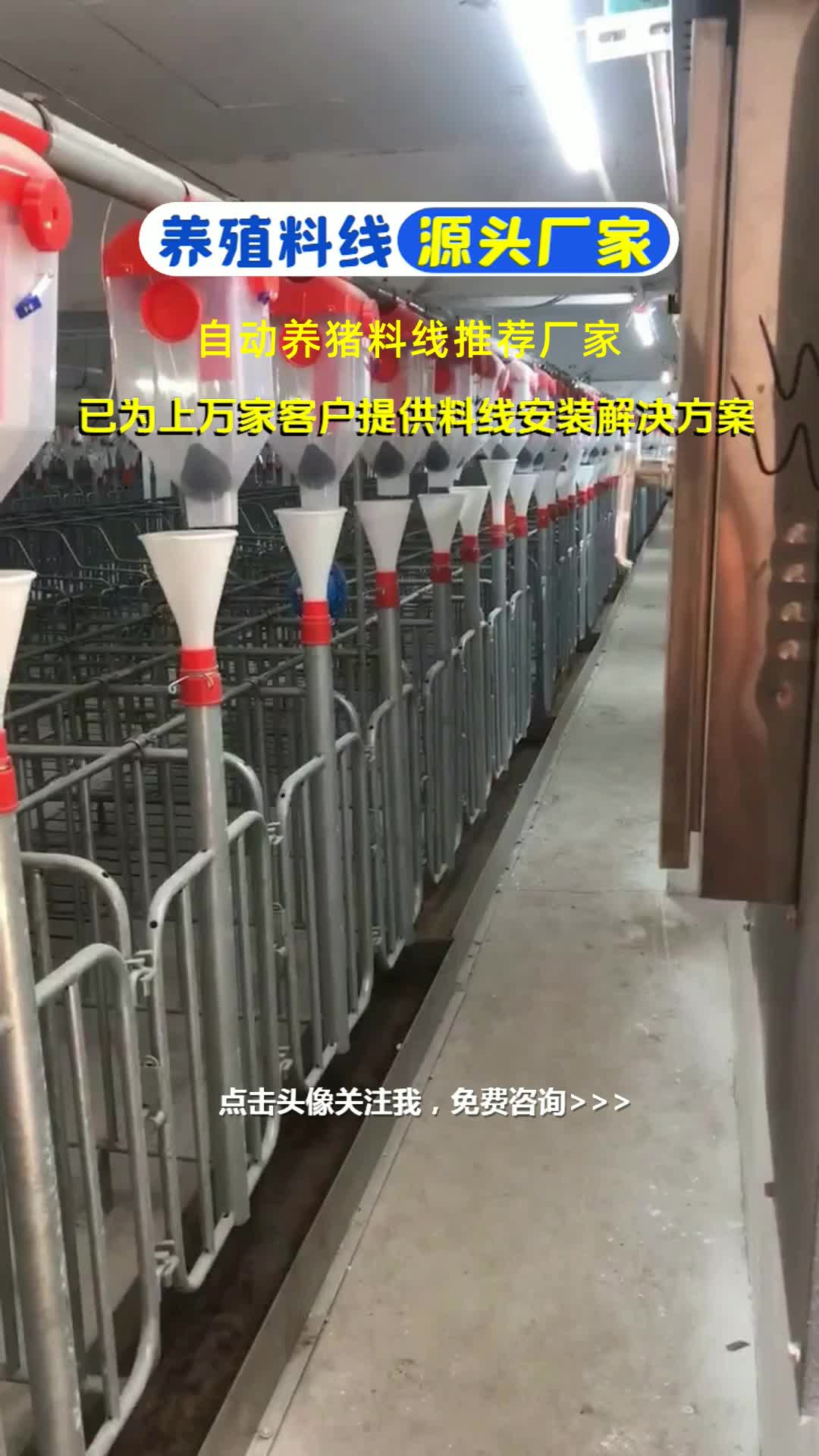 自动养猪料线推荐厂家,欢迎点击头像,立即咨询.