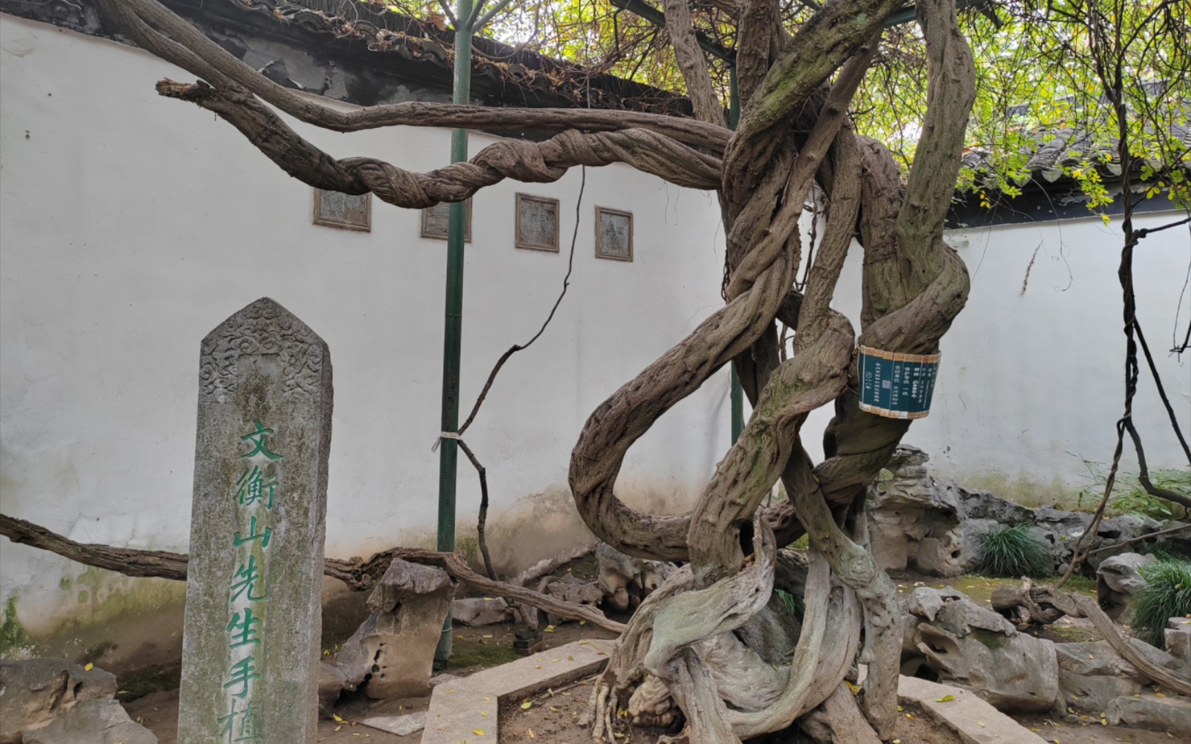文徵明手植紫藤下的一扇小门,隔开清幽与喧闹