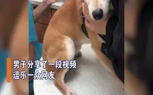 Tải video: 狗子连续几年到宠物店骂医生，只因小时候挨了一针：幸亏不是绝育