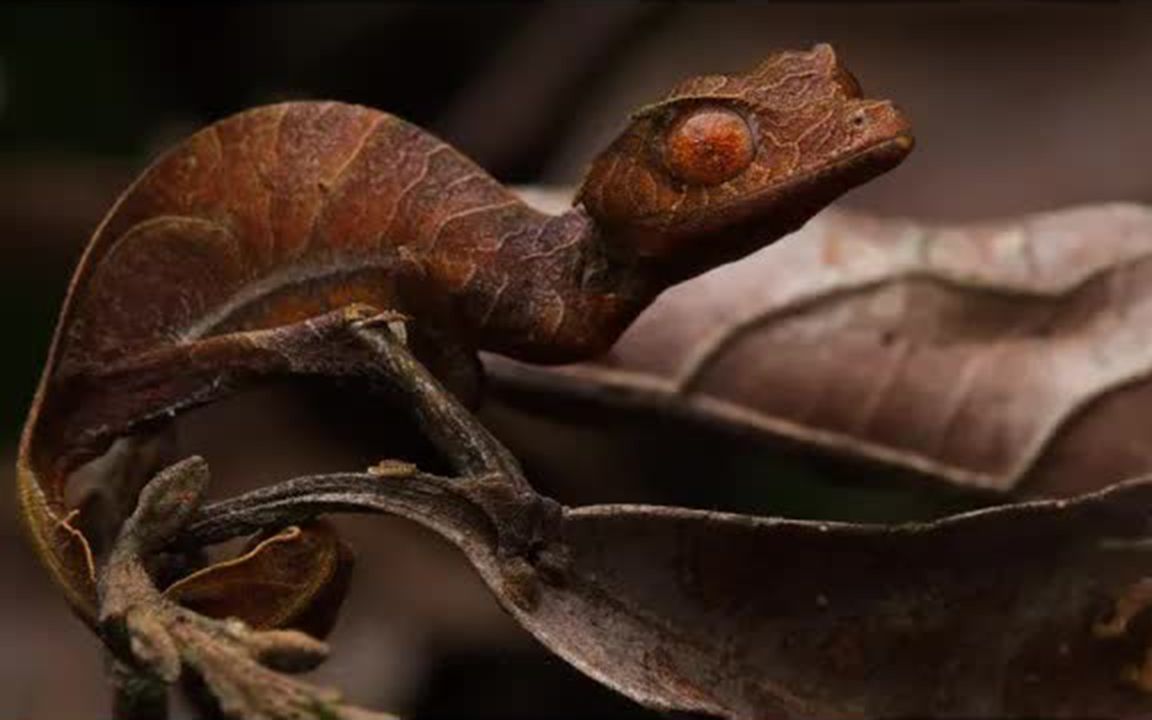 领养稀缺品种撒旦!详情见视频