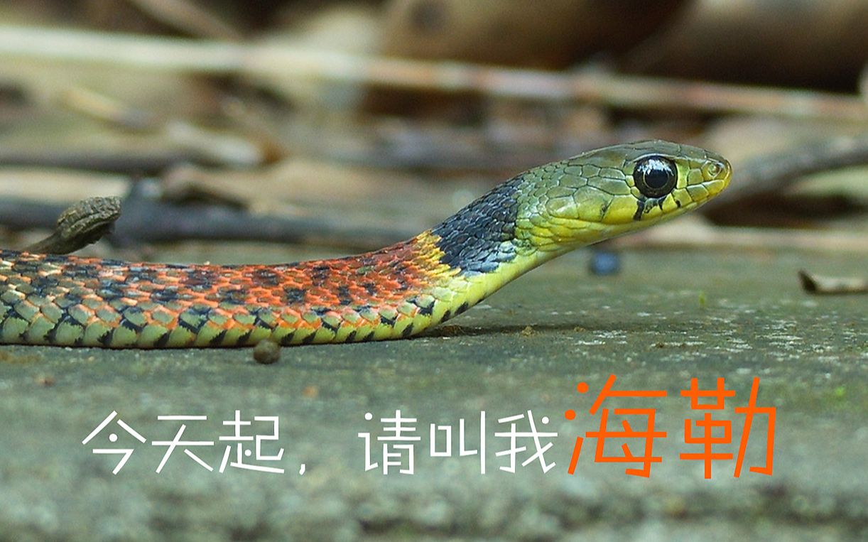 活动作品中国红脖子要改名了叫做海勒颈槽蛇