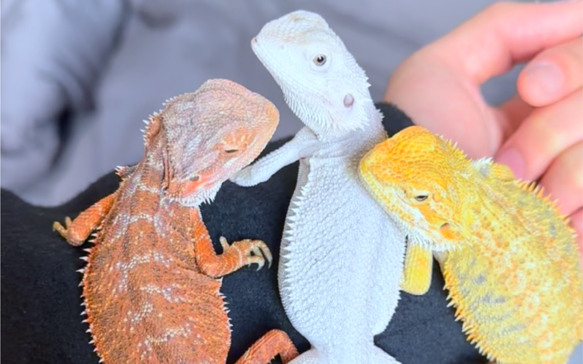 鬃狮蜥们的常规的三种颜色