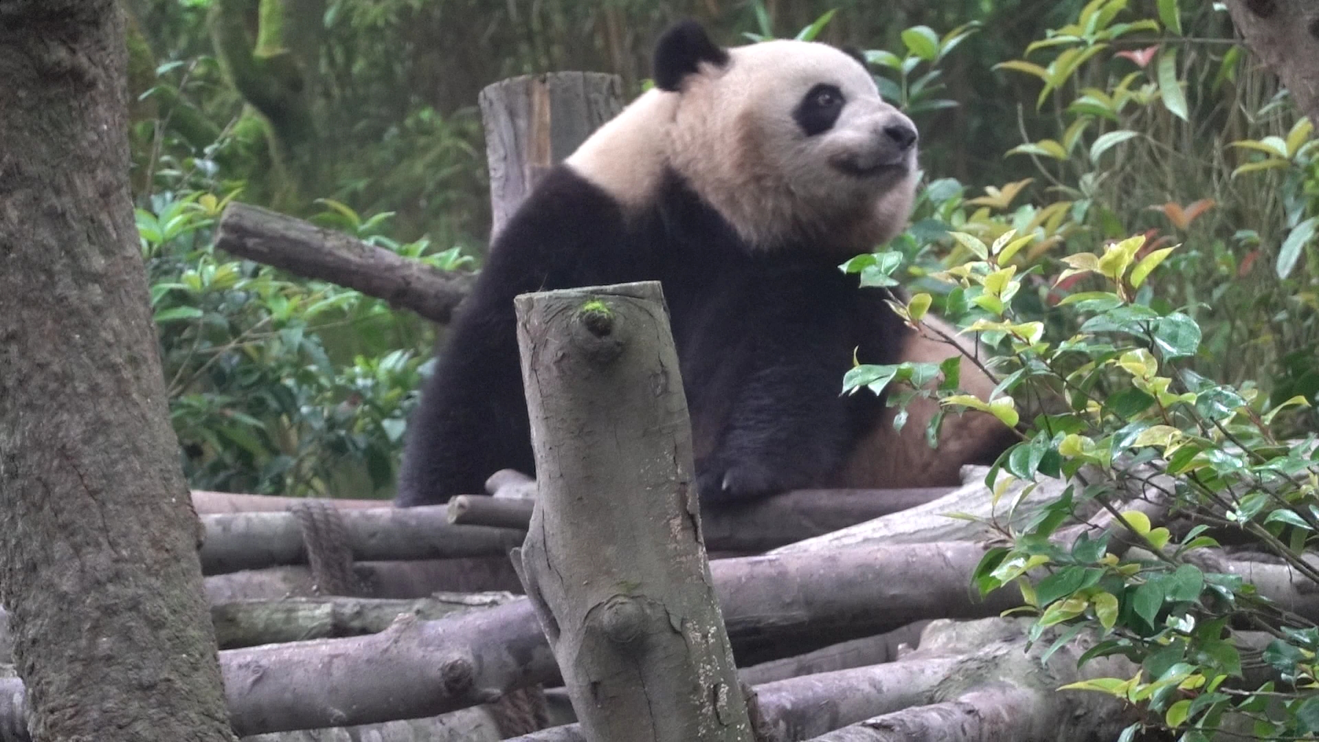 【大熊猫】梅兰肉肉打喷嚏