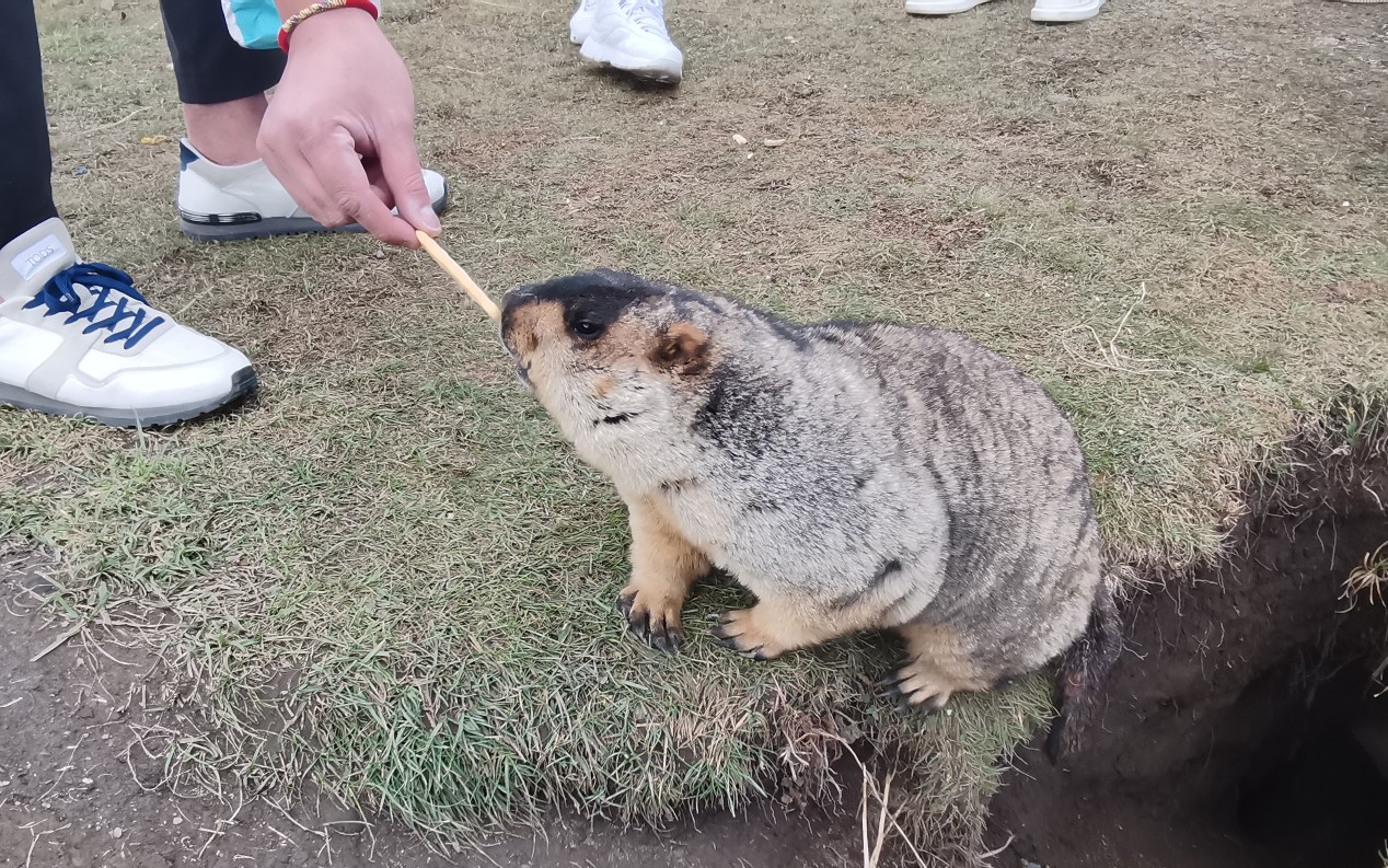 投食土拨鼠