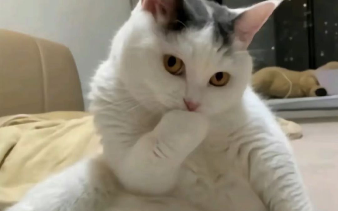 烧猫:看好了,哥只教一次