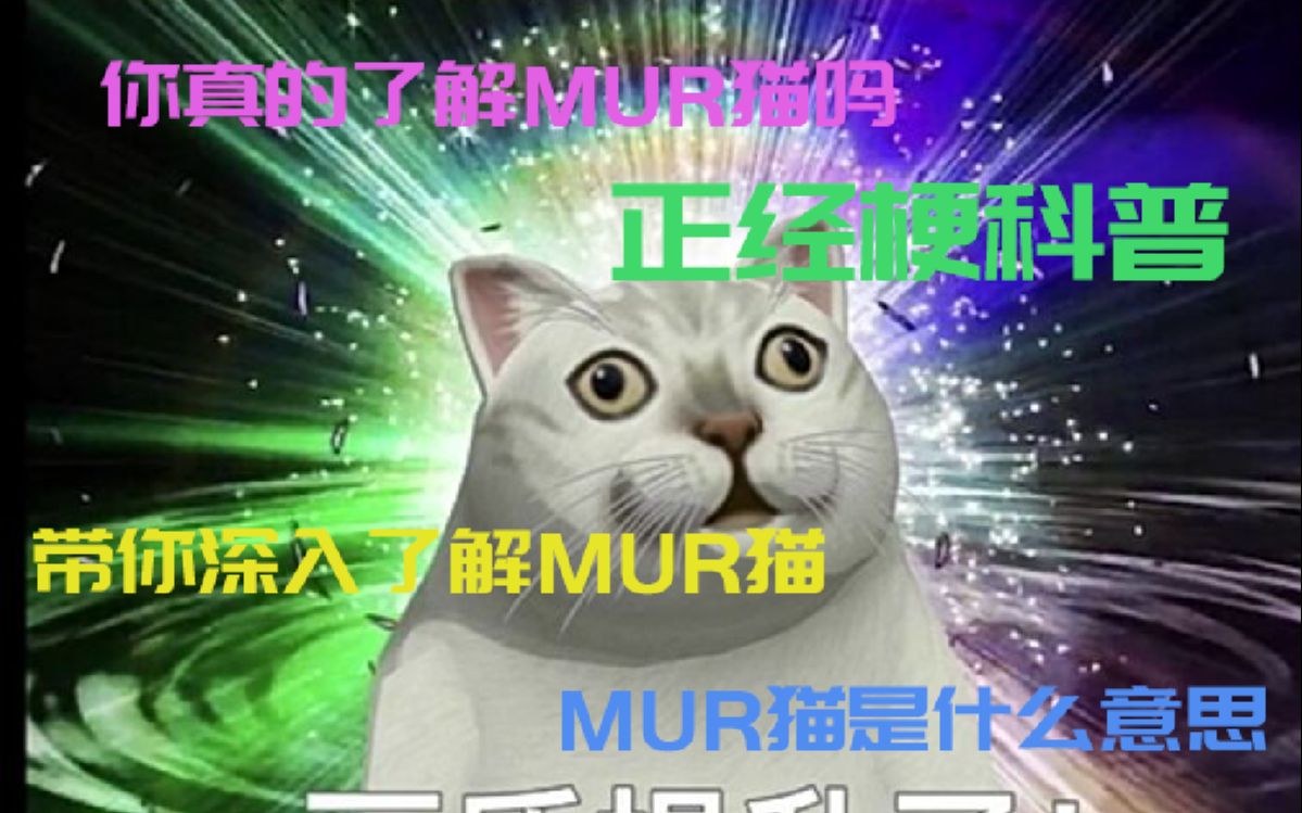 超正经梗科普你真的了解mur猫吗带你看看mur猫是什么意思