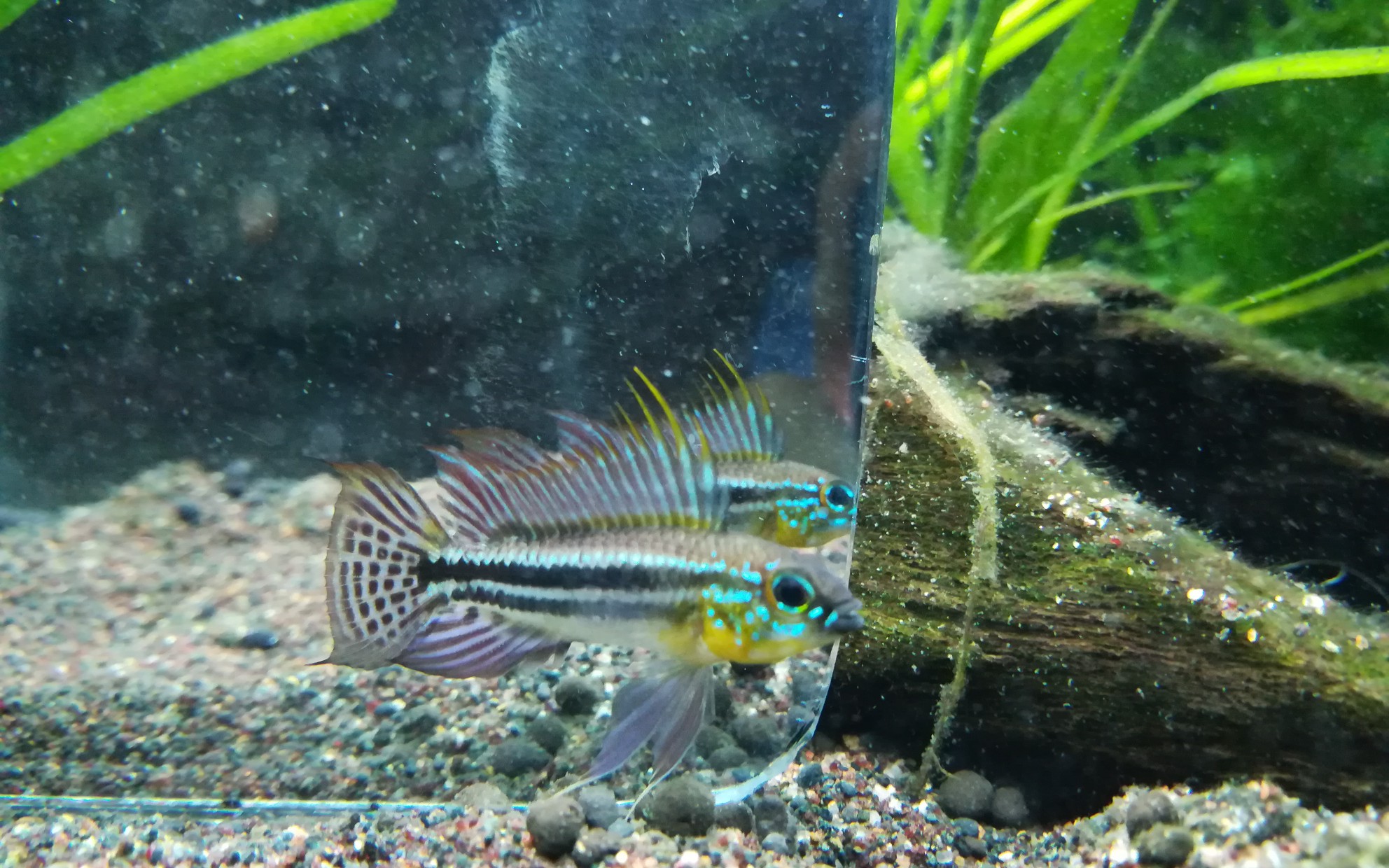 泰菲酋长短鲷对镜展示