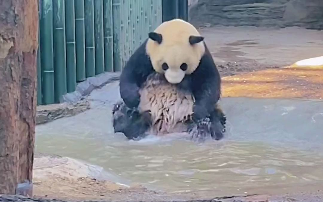 [图]福星和萌宝萌玉入住新家啦～～～萌萌的小可爱国宝大熊猫大熊猫大熊猫福星大熊猫萌玉大熊猫萌宝野生动物零距离动物园萌萌的小可爱来这吸熊猫