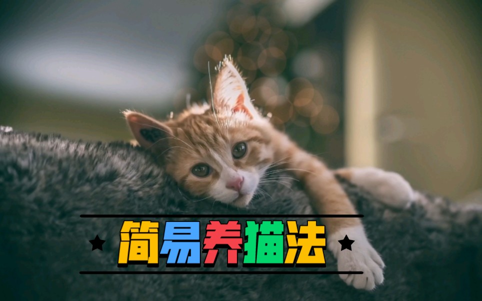 如果养猫预算有限,那就了解一下简易养猫法吧!哔哩哔哩bilibili