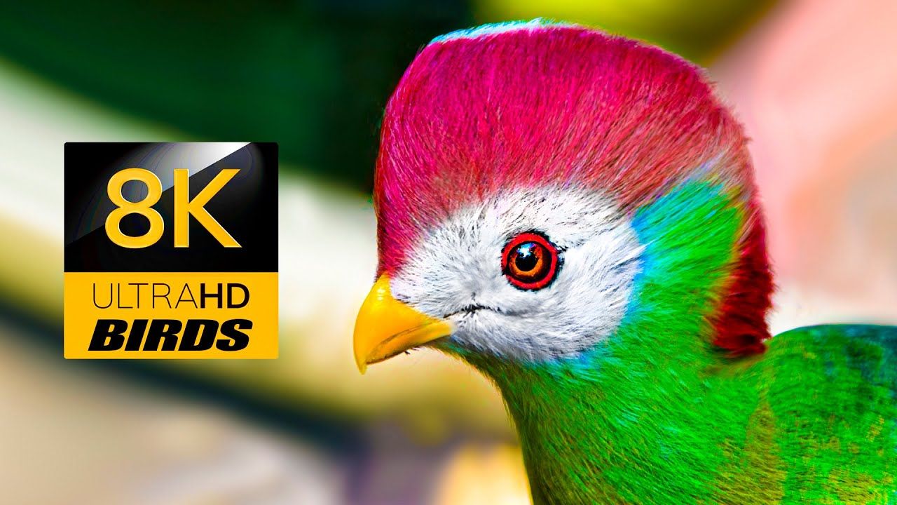 [图]终极鸟类系列 8K 电视 HDR 60FPS 超高清 Ultimate Birds Collection 8K TV HDR 60FPS ULTRA HD