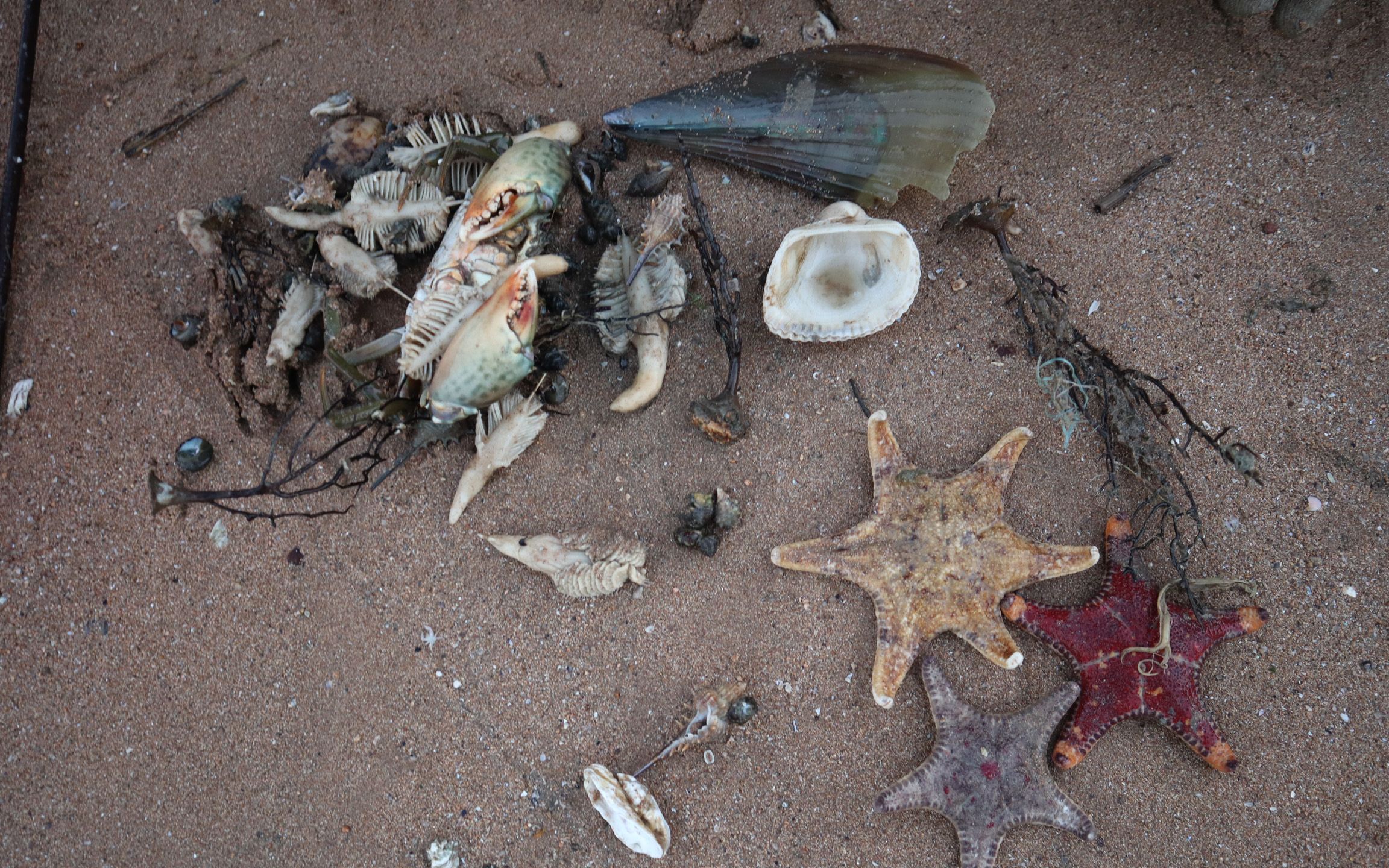 渔妹赶海遇上蟹窝,附近还有成堆"海扫把",还捡到六个角的海星