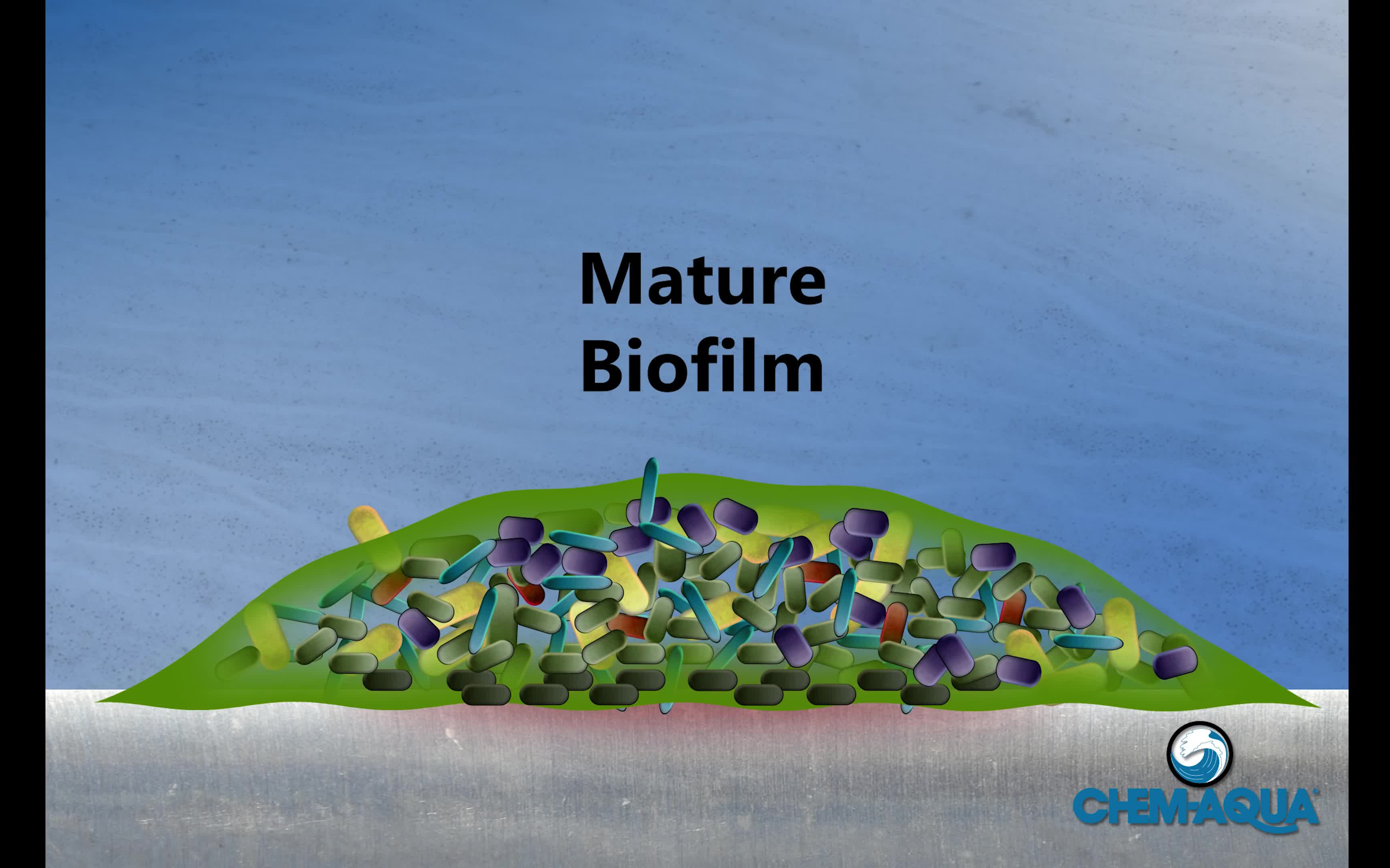 howbiofilmsform生物膜的形成过程英文