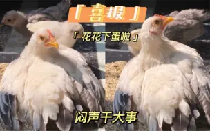 Download Video: 【市区养鸡】宠物鸡花花下蛋啦！母鸡孵化的鹌鹑也到了出嫁的时间！