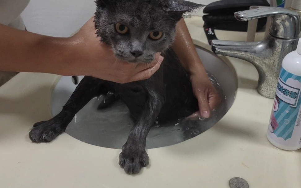 英短蓝猫 肥喵洗澡