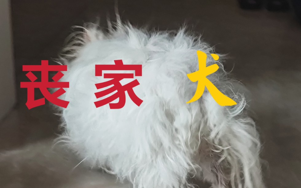 [图]丧家犬