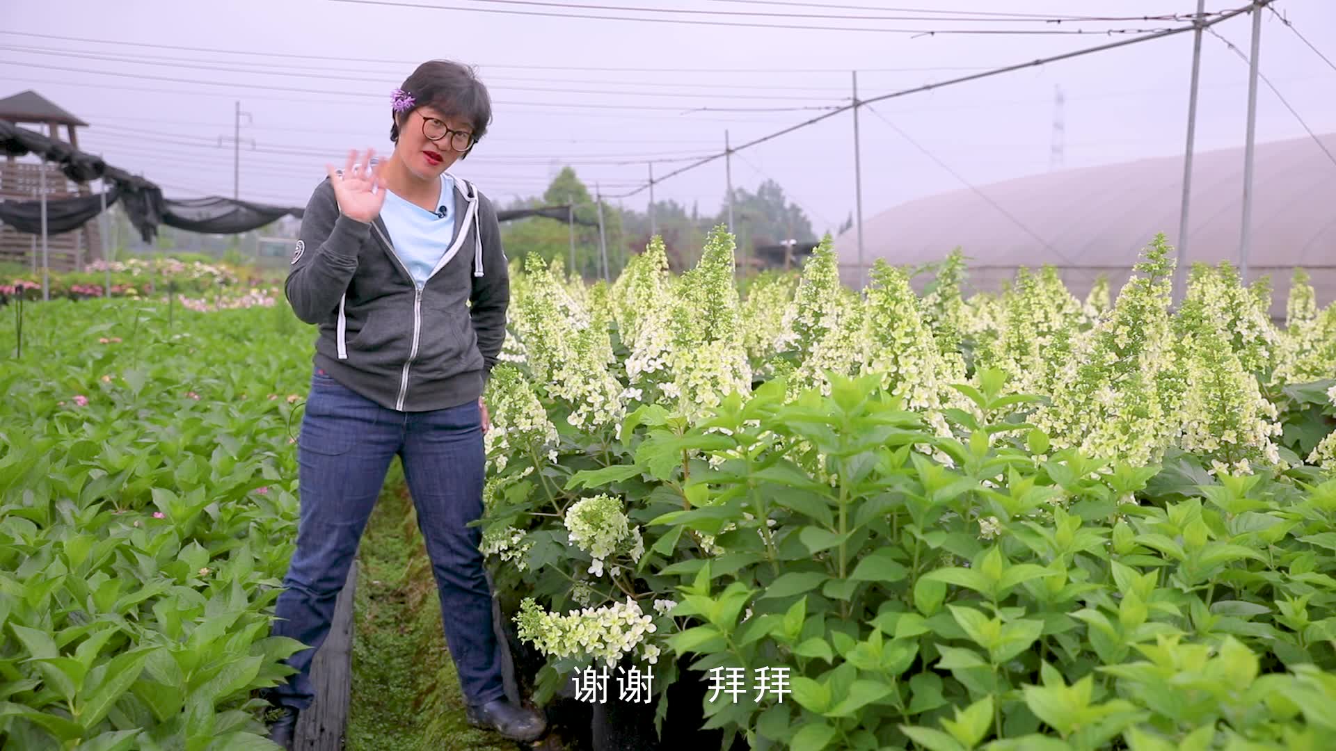 海妈植物推荐 | 栎叶绣球雪花,花穗比小臂还长,难繁殖,对土壤挑剔,适合高玩哔哩哔哩bilibili