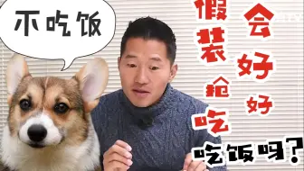 宠物知识|训犬师讲解狗狗不吃饭问题，打开正确的配餐方法