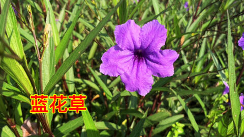 蓝花草 小道旁种了一排密密麻麻的蓝花草 这个颜色太漂亮了 拉丁名 一串英文 爵床科 单药花属 别名兰花草 翠芦莉 哔哩哔哩