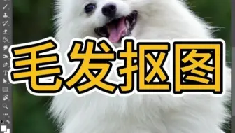 PS教程教你抠出根根分明的毛发