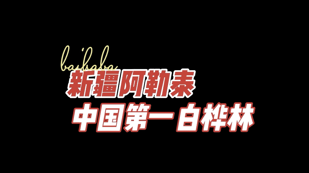 新疆阿勒泰哈巴河:有中国第一白桦林,秋日里如此美丽哔哩哔哩bilibili