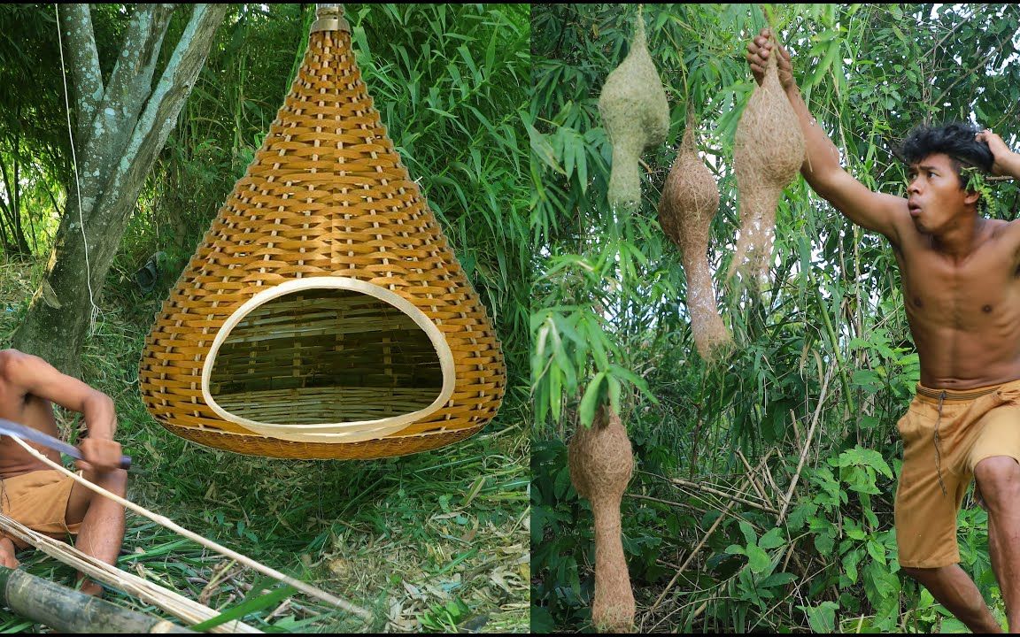 [图]喔喔哥丛林觅食第85弹，筑巢