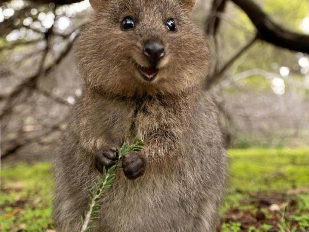 世界上最快乐的动物,你肯定不知道是.