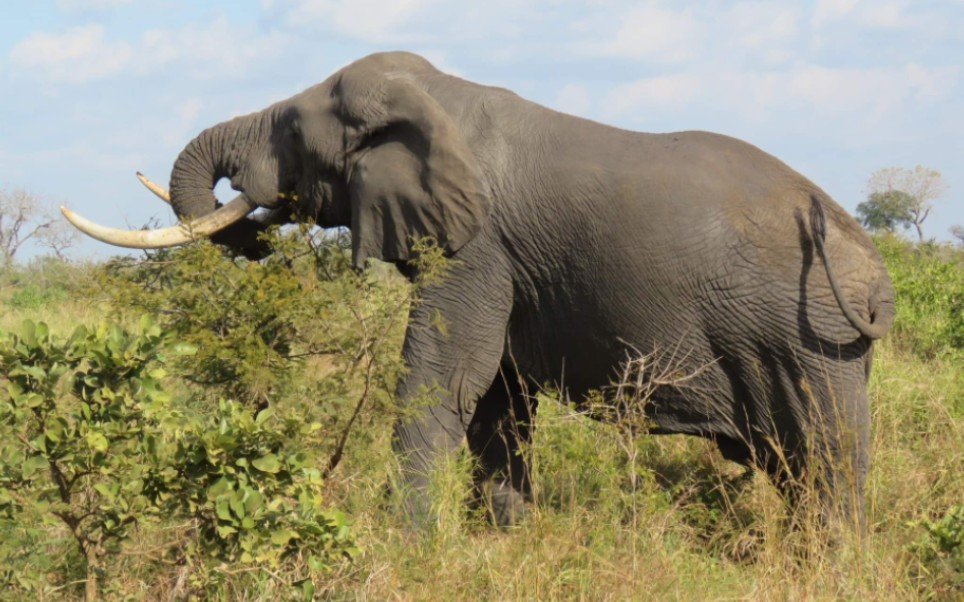 克鲁格国家公园的五头大公象 谁更印象深刻?