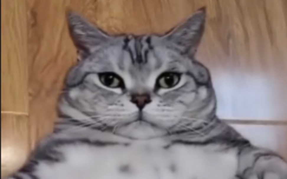 这猫怎么长得跟波尔布特一样