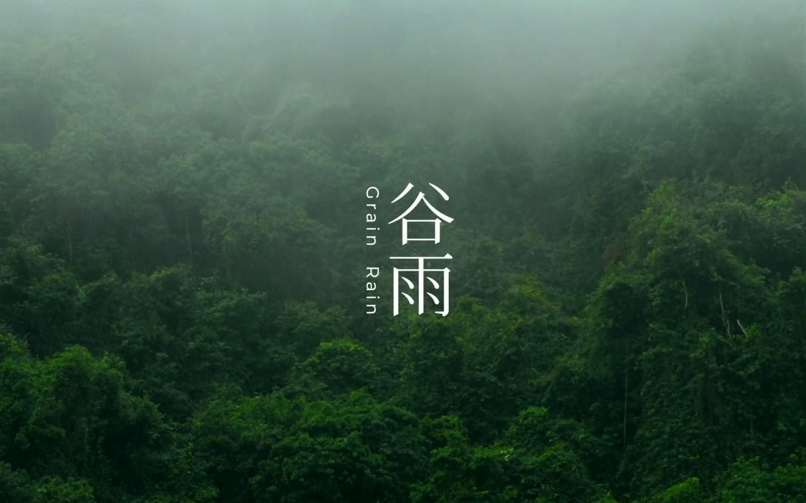 [图]东方树叶 | 谷雨-茉莉花茶