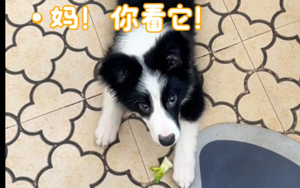 震惊!菜心心吃狗啦!